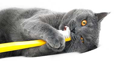 The Importance of Cat Dental Care: Tips and Tricks