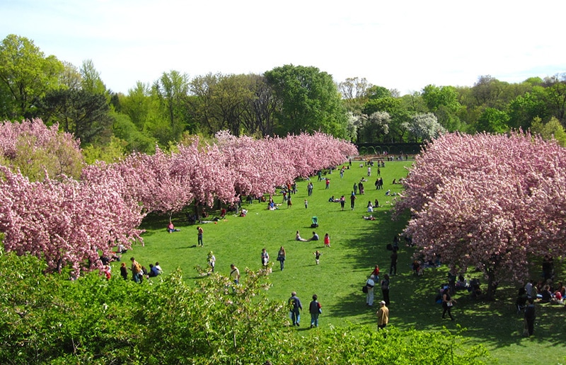 Discover the Beauty of Brooklyn Botanic Garden