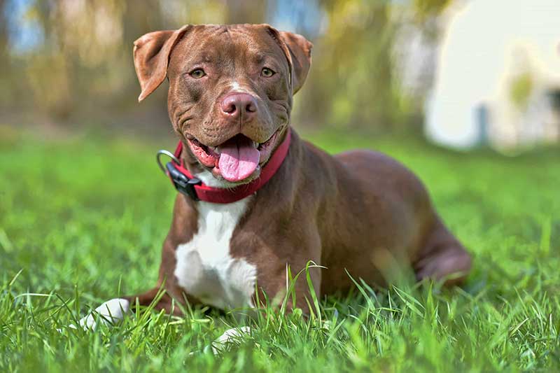 Unraveling the Origins of Pit Bull Terriers