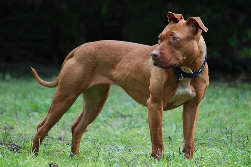 Unraveling the Origins of Pit Bull Terriers